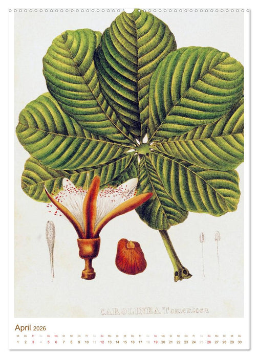 Blüten: Zeichnungen und Stiche aus dem 19. Jahrhundert (CALVENDO Wandkalender 2026)