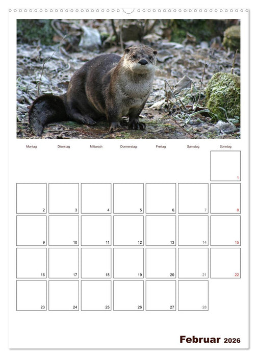 Der Fischotter-Terminplaner (CALVENDO Premium Wandkalender 2026)