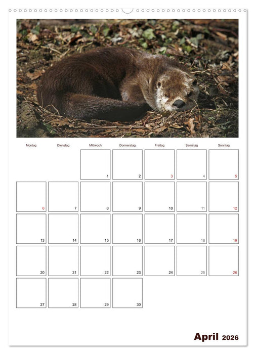 Der Fischotter-Terminplaner (CALVENDO Premium Wandkalender 2026)