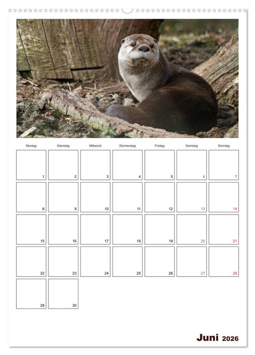 Der Fischotter-Terminplaner (CALVENDO Premium Wandkalender 2026)