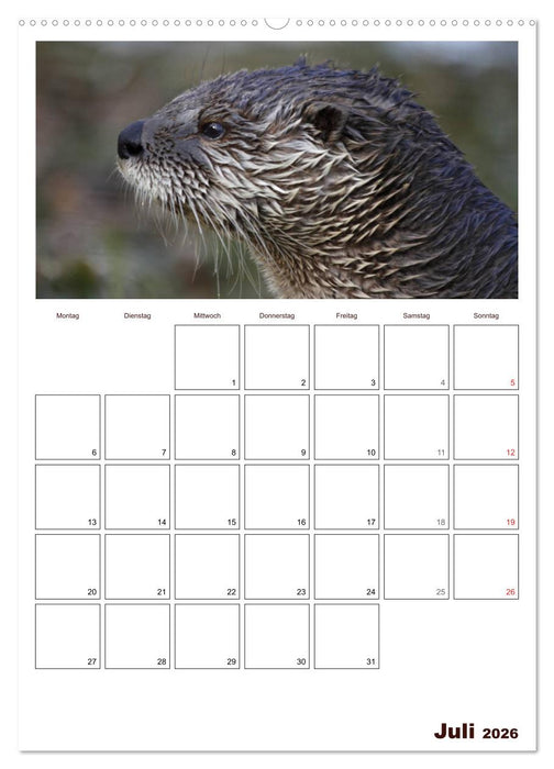 Der Fischotter-Terminplaner (CALVENDO Premium Wandkalender 2026)