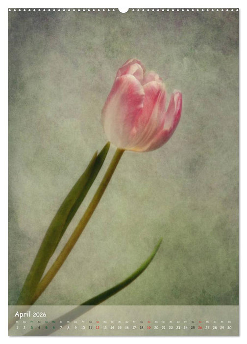 Blumengeflüster (CALVENDO Premium Wandkalender 2026)