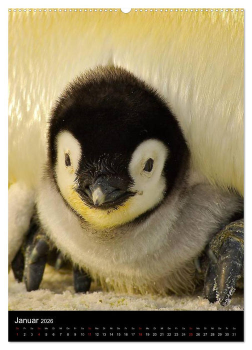Pinguine - Wackeln im Thermo-Frack (CALVENDO Wandkalender 2026)