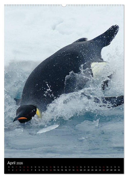 Pinguine - Wackeln im Thermo-Frack (CALVENDO Wandkalender 2026)
