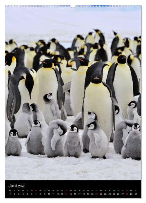 Pinguine - Wackeln im Thermo-Frack (CALVENDO Wandkalender 2026)