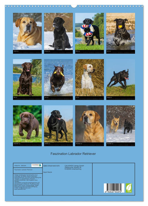 Faszination Labrador Retriever (CALVENDO Premium Wandkalender 2026)