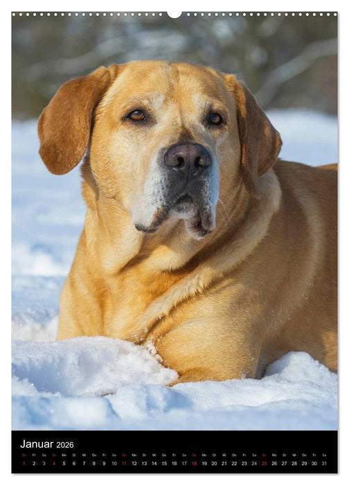 Faszination Labrador Retriever (CALVENDO Premium Wandkalender 2026)