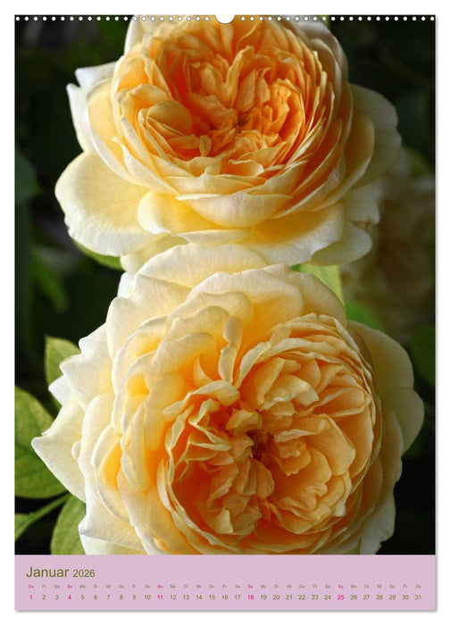 Rosen Symphonie (CALVENDO Premium Wandkalender 2026)