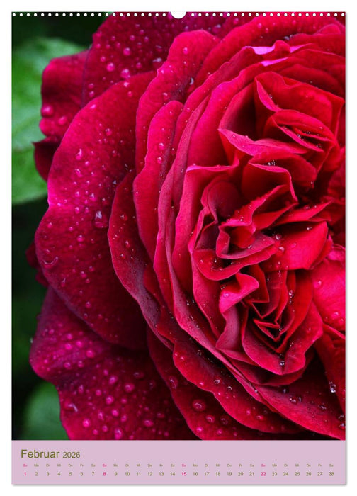 Rosen Symphonie (CALVENDO Premium Wandkalender 2026)