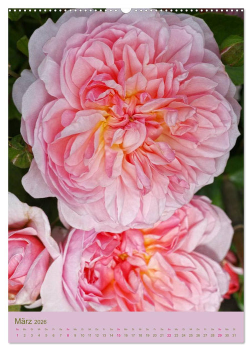Rosen Symphonie (CALVENDO Premium Wandkalender 2026)