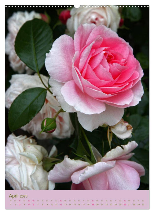 Rosen Symphonie (CALVENDO Premium Wandkalender 2026)