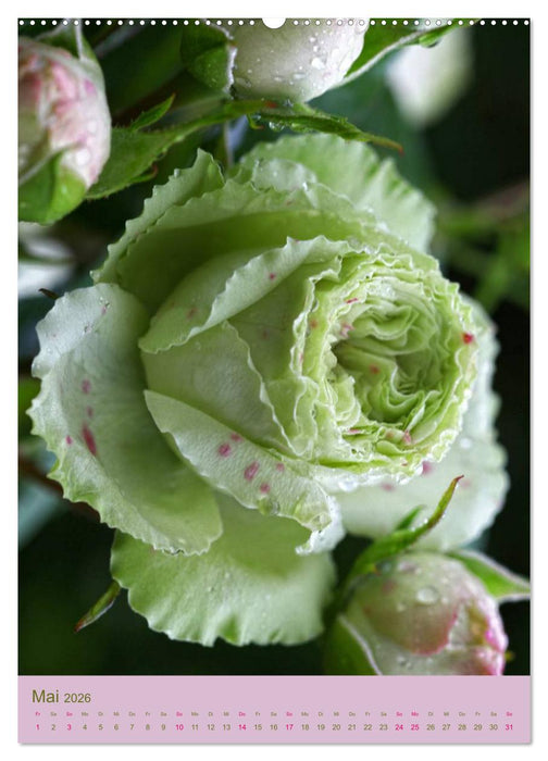 Rosen Symphonie (CALVENDO Premium Wandkalender 2026)