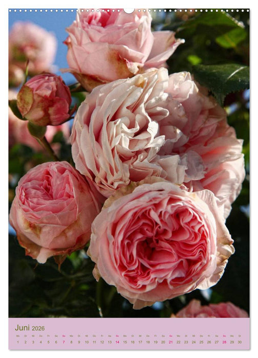 Rosen Symphonie (CALVENDO Premium Wandkalender 2026)
