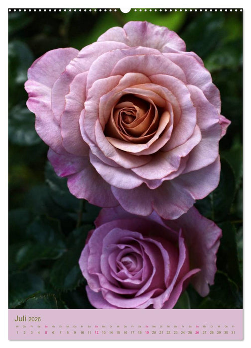 Rosen Symphonie (CALVENDO Premium Wandkalender 2026)