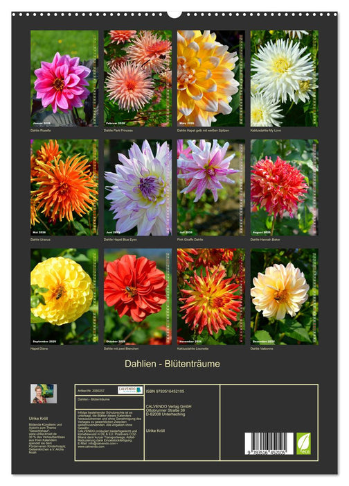 Dahlien - Blütenträume (CALVENDO Premium Wandkalender 2026)