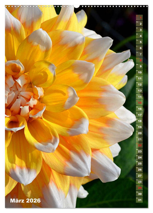 Dahlien - Blütenträume (CALVENDO Premium Wandkalender 2026)