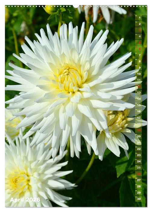Dahlien - Blütenträume (CALVENDO Premium Wandkalender 2026)