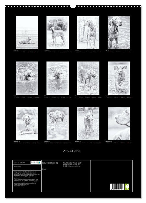 Vizsla-Liebe (CALVENDO Wandkalender 2026)