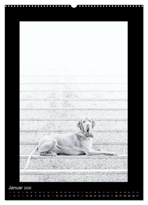 Vizsla-Liebe (CALVENDO Wandkalender 2026)