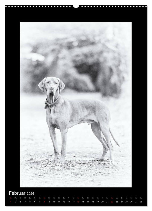 Vizsla-Liebe (CALVENDO Wandkalender 2026)