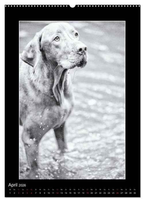 Vizsla-Liebe (CALVENDO Wandkalender 2026)