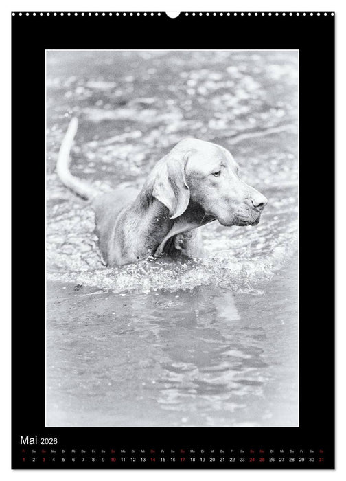 Vizsla-Liebe (CALVENDO Wandkalender 2026)