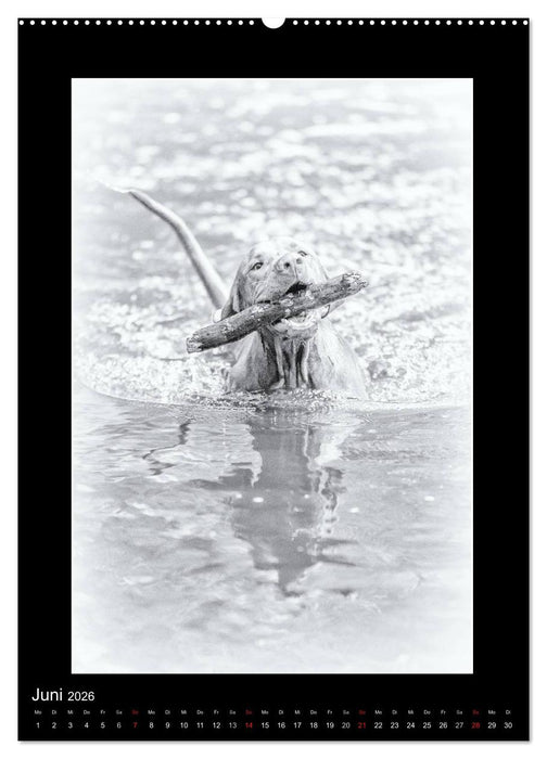 Vizsla-Liebe (CALVENDO Wandkalender 2026)