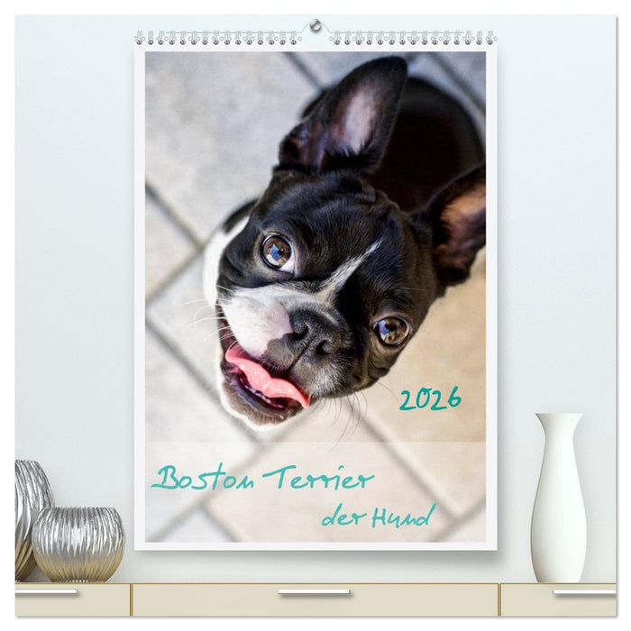 Boston Terrier der Hund 2026 (CALVENDO Premium Wandkalender 2026)