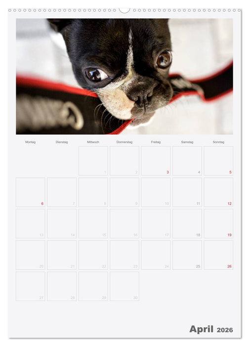 Boston Terrier der Hund 2026 (CALVENDO Premium Wandkalender 2026)