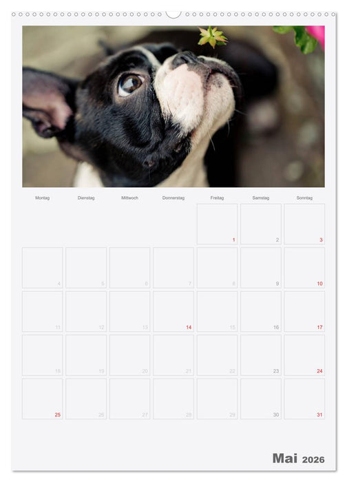 Boston Terrier der Hund 2026 (CALVENDO Premium Wandkalender 2026)