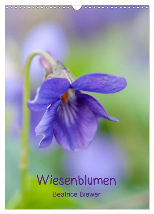 Wiesenblumen (CALVENDO Wandkalender 2026)
