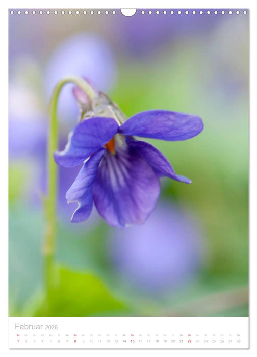 Wiesenblumen (CALVENDO Wandkalender 2026)