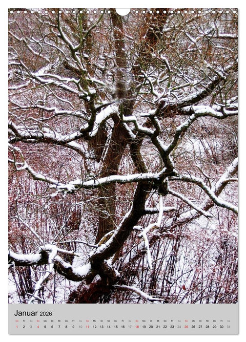 Faszination Baum (CALVENDO Wandkalender 2026)