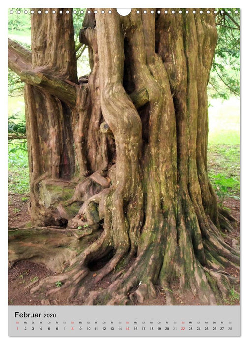 Faszination Baum (CALVENDO Wandkalender 2026)