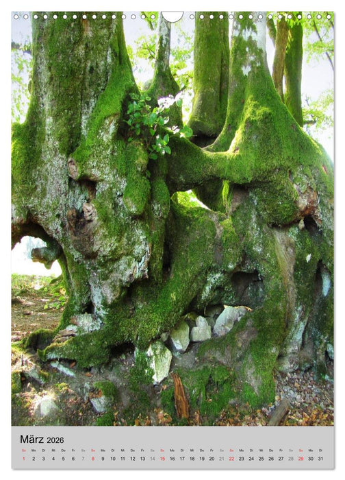 Faszination Baum (CALVENDO Wandkalender 2026)
