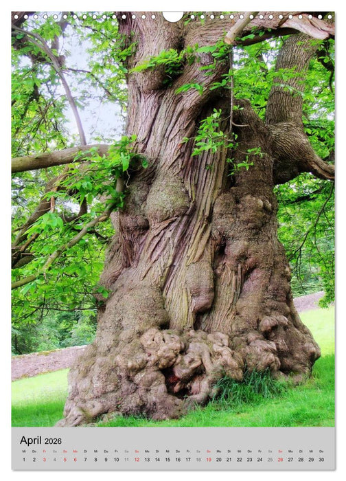 Faszination Baum (CALVENDO Wandkalender 2026)
