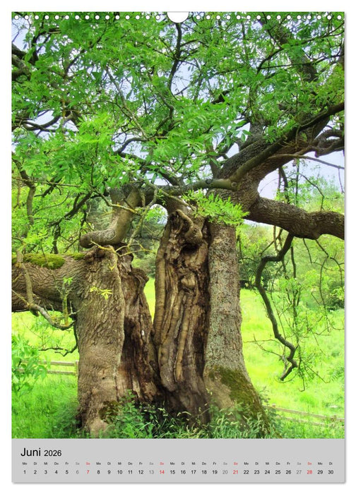 Faszination Baum (CALVENDO Wandkalender 2026)