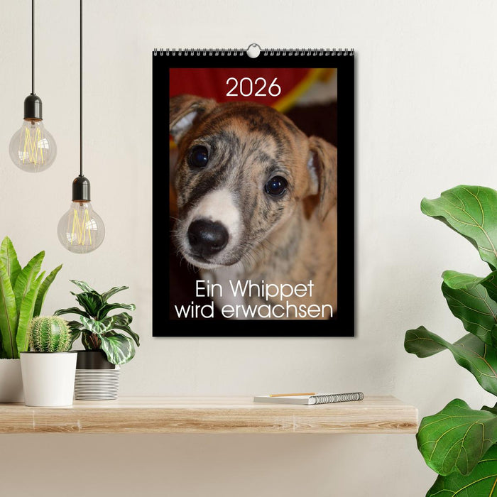 Ein Whippet wird erwachsen (CALVENDO Wandkalender 2026)