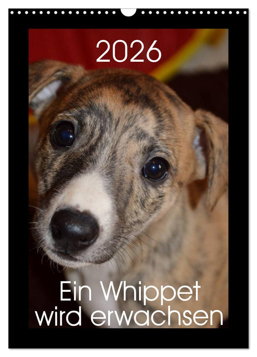 Ein Whippet wird erwachsen (CALVENDO Wandkalender 2026)