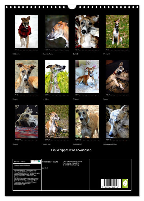 Ein Whippet wird erwachsen (CALVENDO Wandkalender 2026)