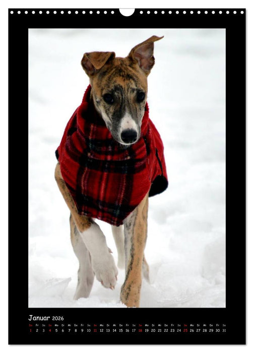 Ein Whippet wird erwachsen (CALVENDO Wandkalender 2026)