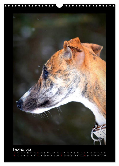 Ein Whippet wird erwachsen (CALVENDO Wandkalender 2026)