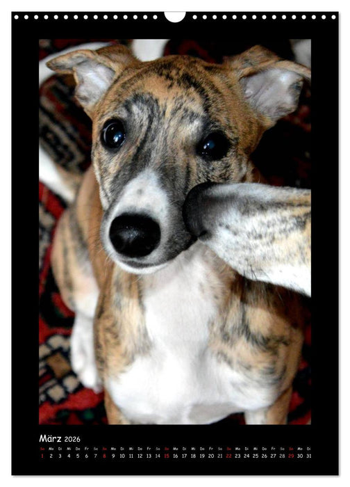 Ein Whippet wird erwachsen (CALVENDO Wandkalender 2026)