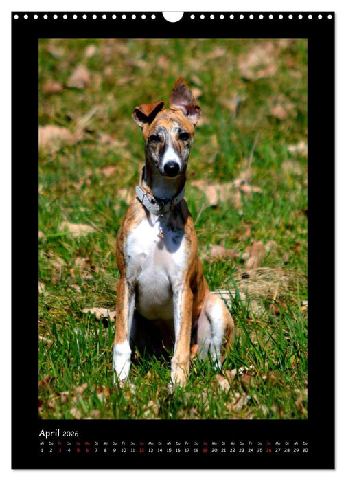 Ein Whippet wird erwachsen (CALVENDO Wandkalender 2026)