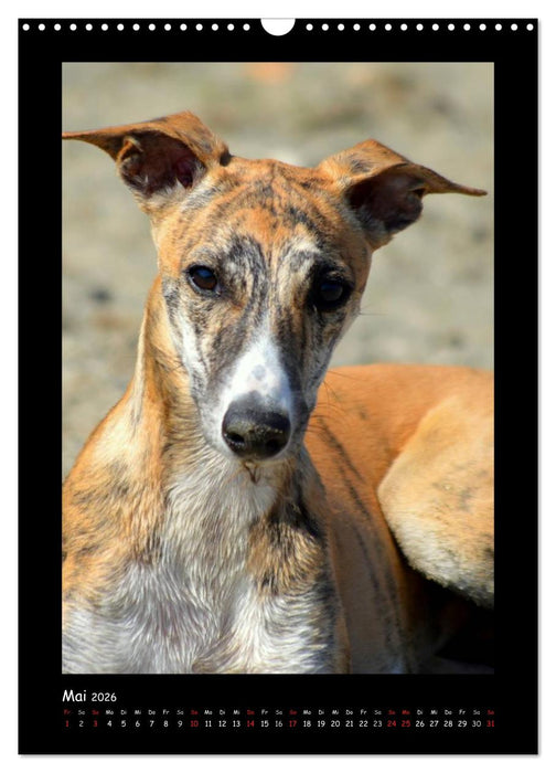 Ein Whippet wird erwachsen (CALVENDO Wandkalender 2026)