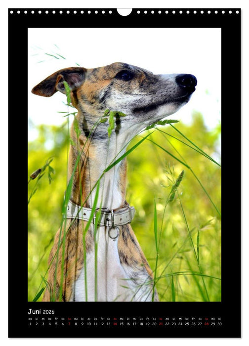 Ein Whippet wird erwachsen (CALVENDO Wandkalender 2026)