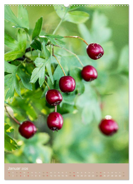 NOCH MEHR WILDE NAHRUNG (CALVENDO Premium Wandkalender 2026)