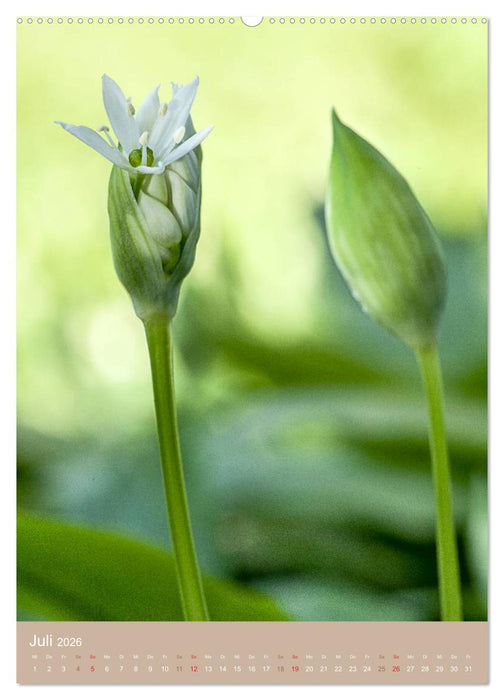 NOCH MEHR WILDE NAHRUNG (CALVENDO Premium Wandkalender 2026)