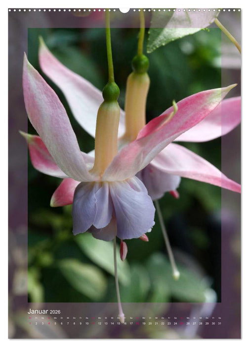 Faszinierende Fuchsien (CALVENDO Premium Wandkalender 2026)