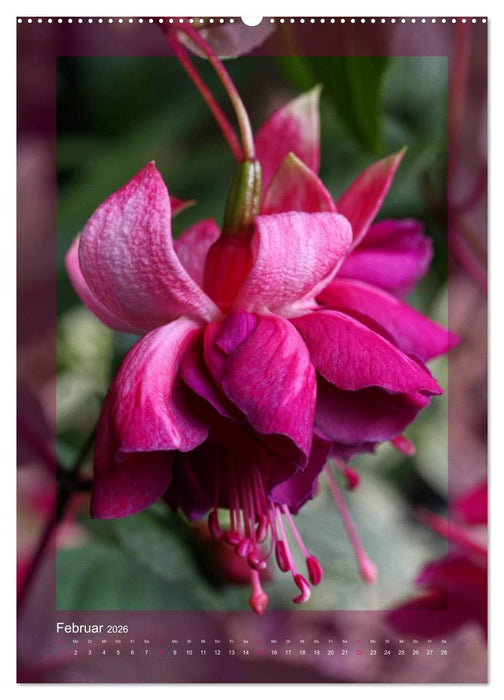 Faszinierende Fuchsien (CALVENDO Premium Wandkalender 2026)